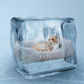 Cool Paws Comfort Zone: Removable Cooling Pet Mattress For Cats And Dogs - Summer Edition-3